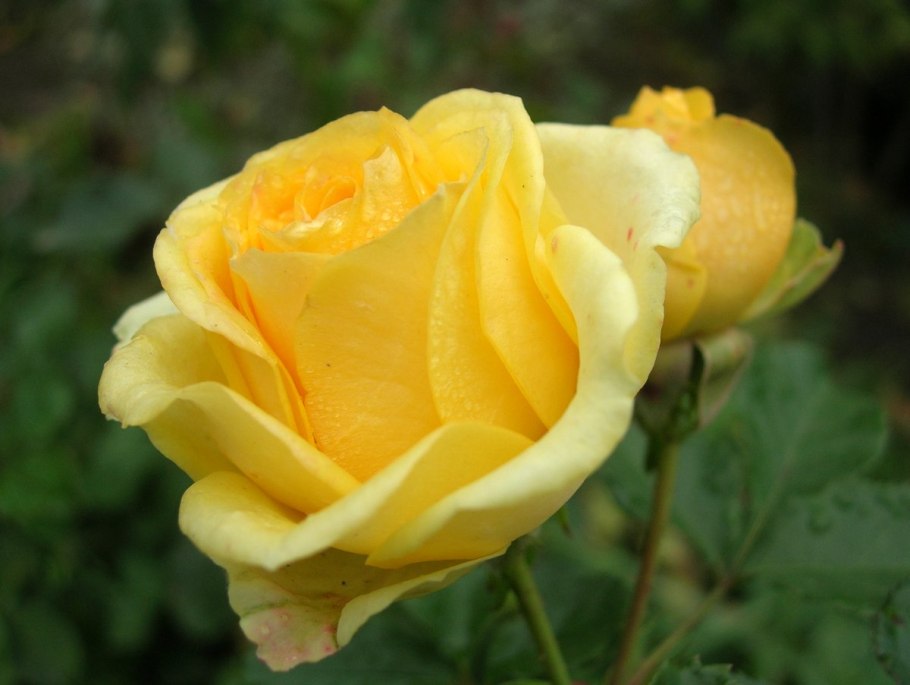 Роза спрей Йеллоу Стар