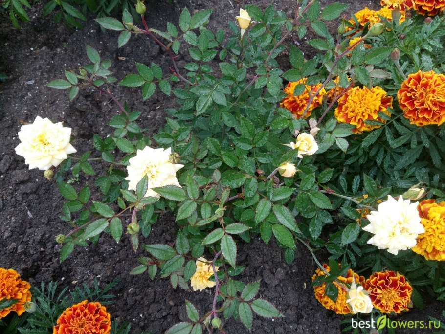 Роза Йеллоу Стар