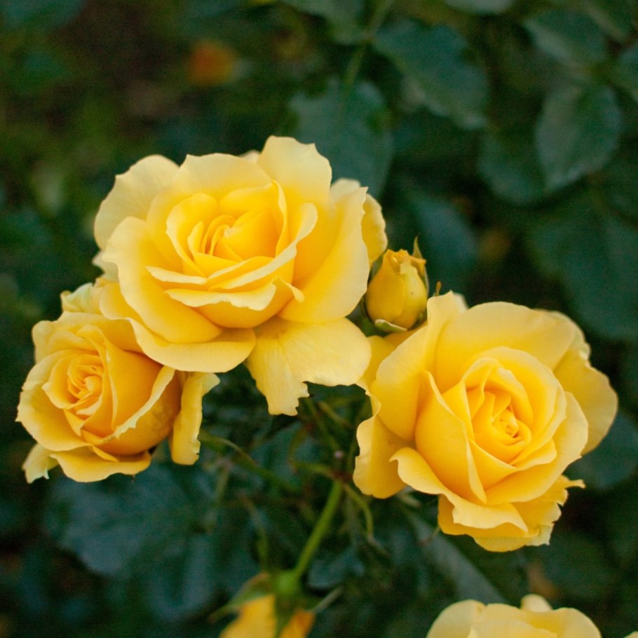 Роза спрей Мариса