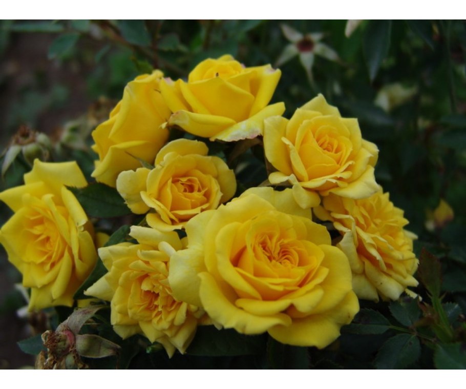 Йеллоу Беби роза