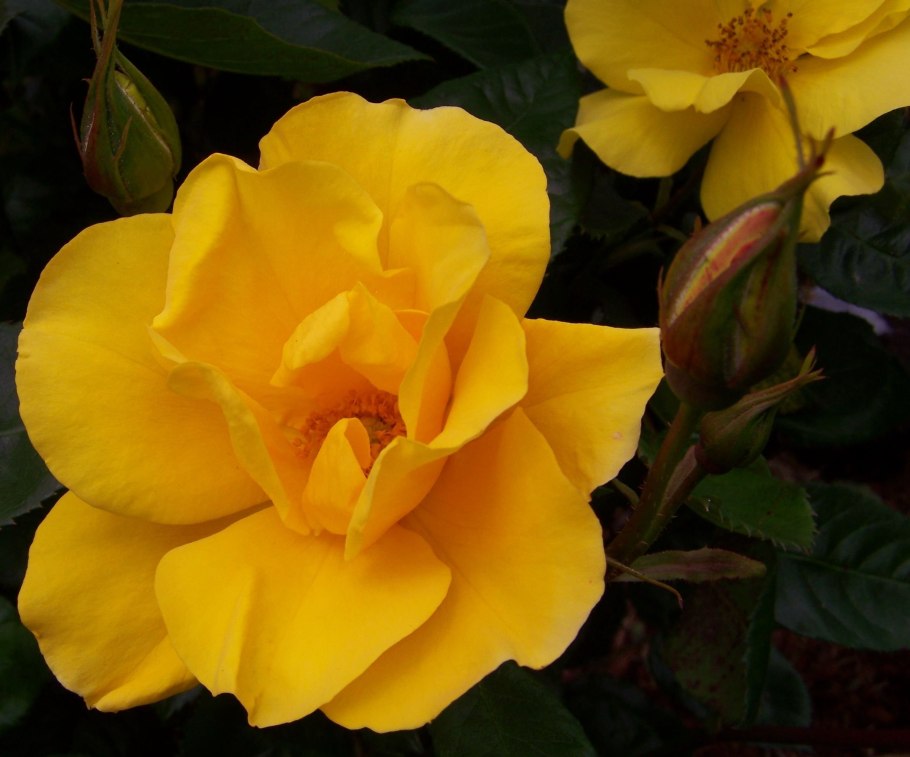 Миниатюрные розы Йеллоу Беби