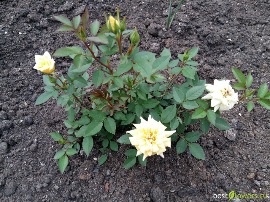 Роза спрей Йеллоу Стар