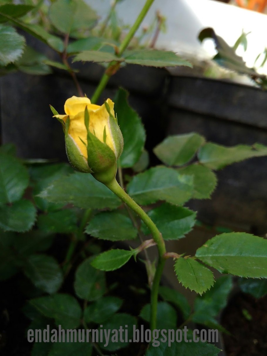 Роза Меллоу Йеллоу