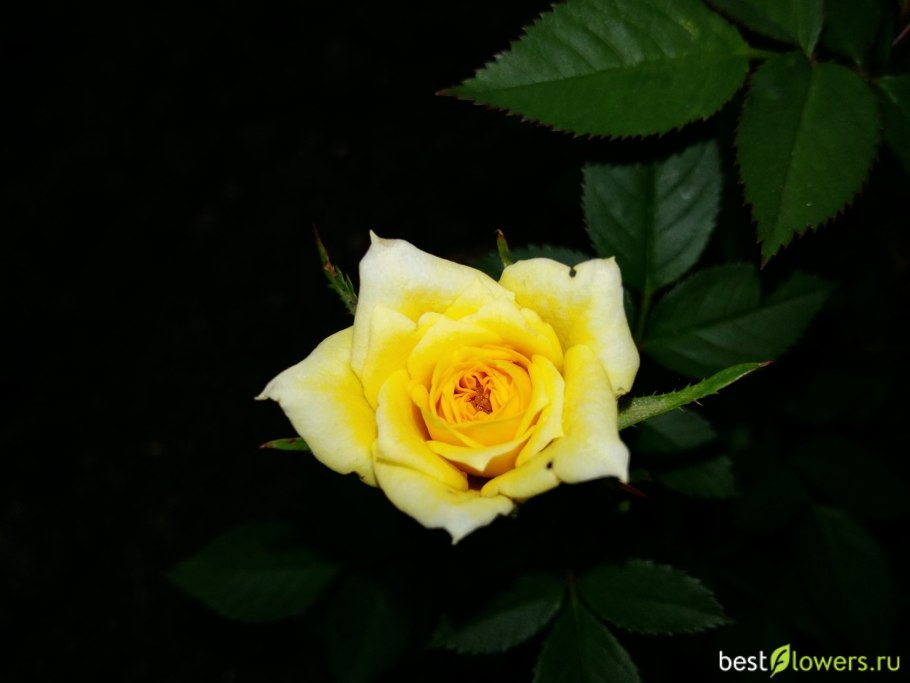 Роза чайно-гибридная Йеллоу Мэджик