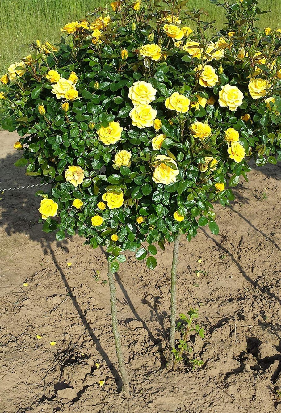 Роза Йеллоу Эвелин