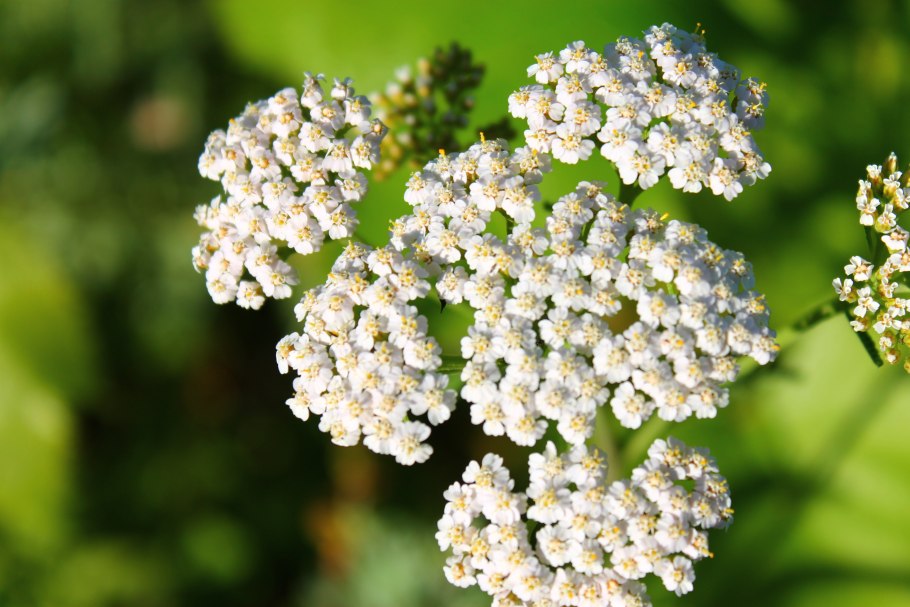 Тысячелистник птармика белый жемчуг