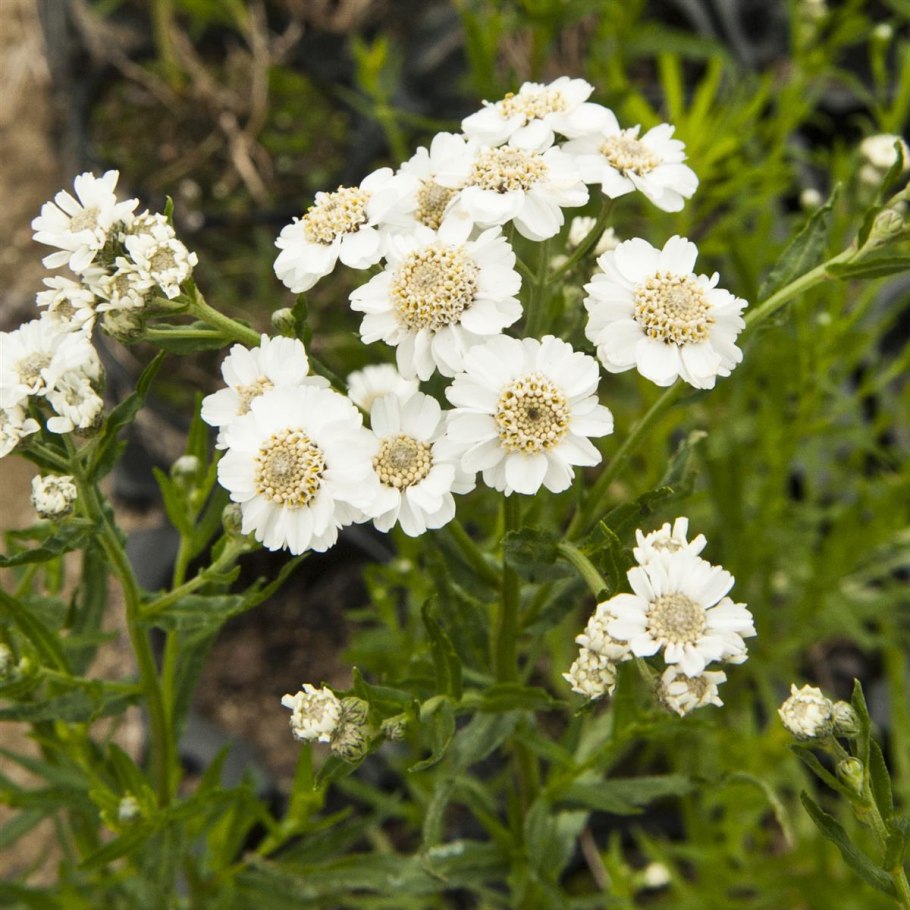 Тысячелистник птармика (Achillea ptarmica)