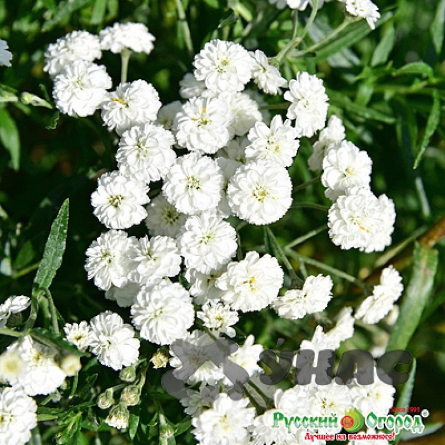 Тысячелистник птармика