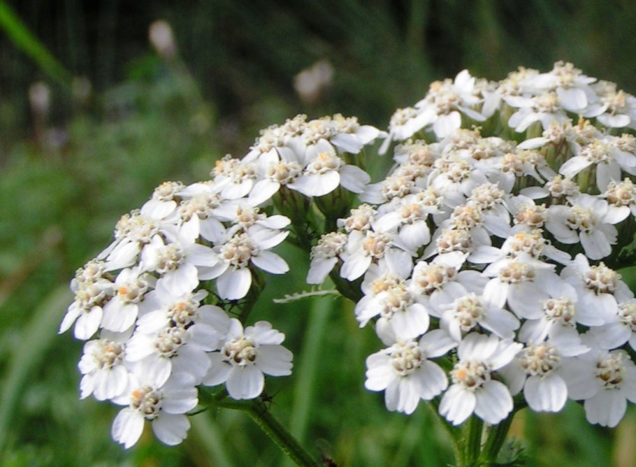 Тысячелистник Лаура