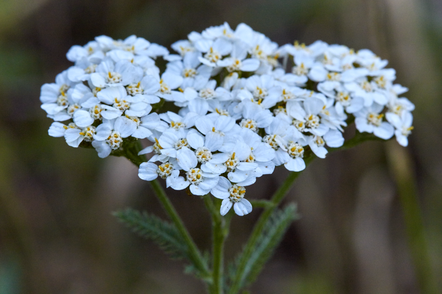 Тысячелистник обыкновенный (Achillea millefolium)
