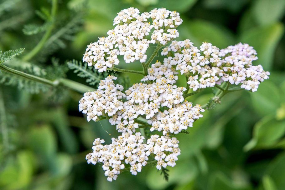 Тысячелистник Yarrow