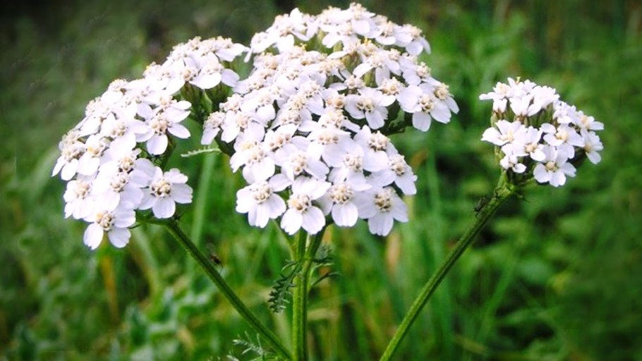 Тысячелистник птармика белый семена