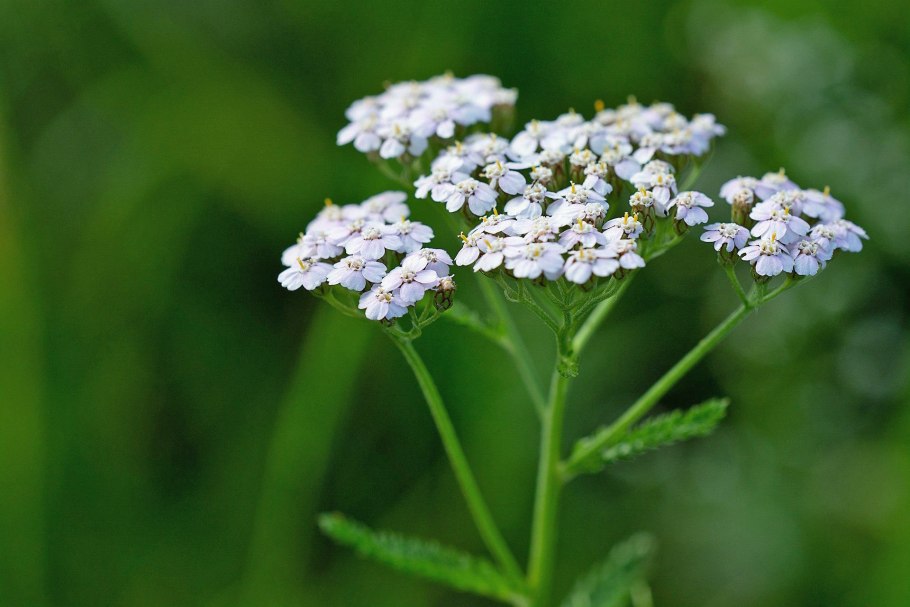 Тысячелистник Нью Винтаж Уайт