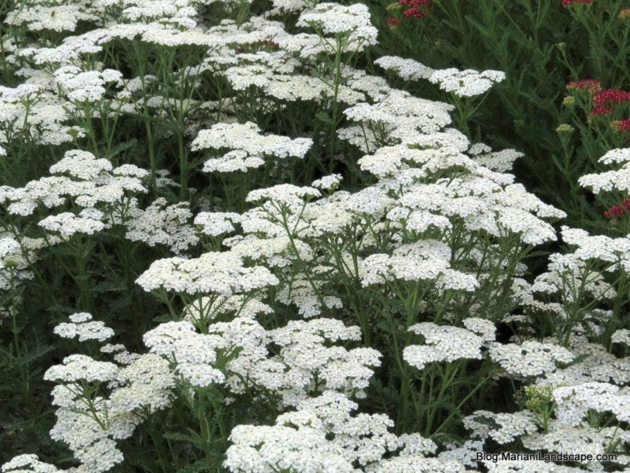 Тысячелистник Луговой