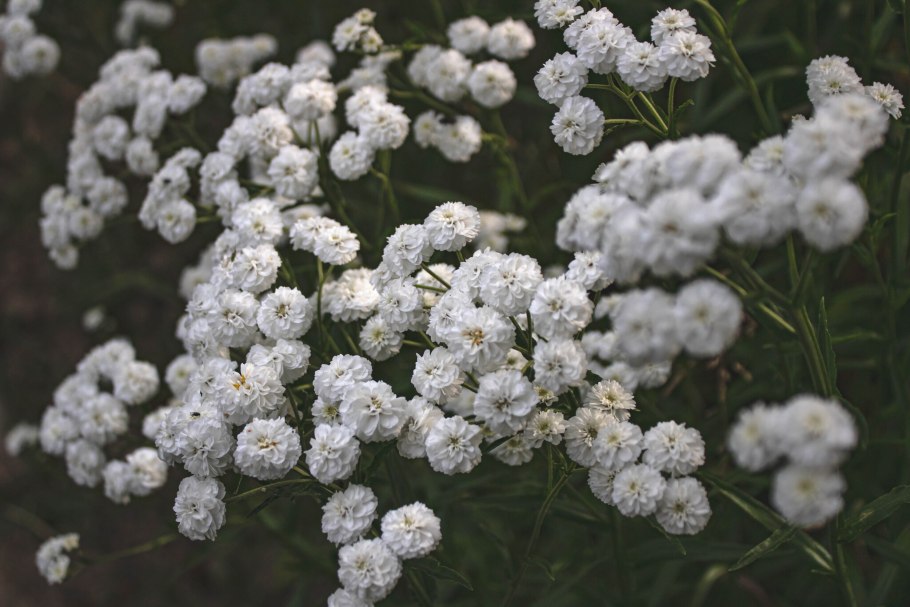 Тысячелистник Сербский, Achillea serbiса