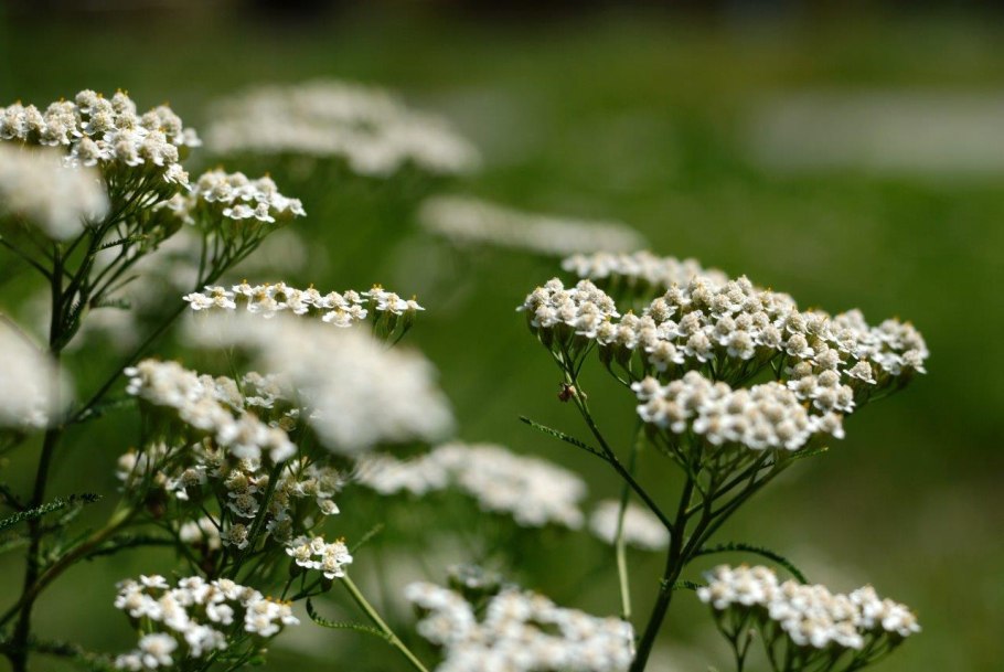 Тысячелистник птармика жемчуг