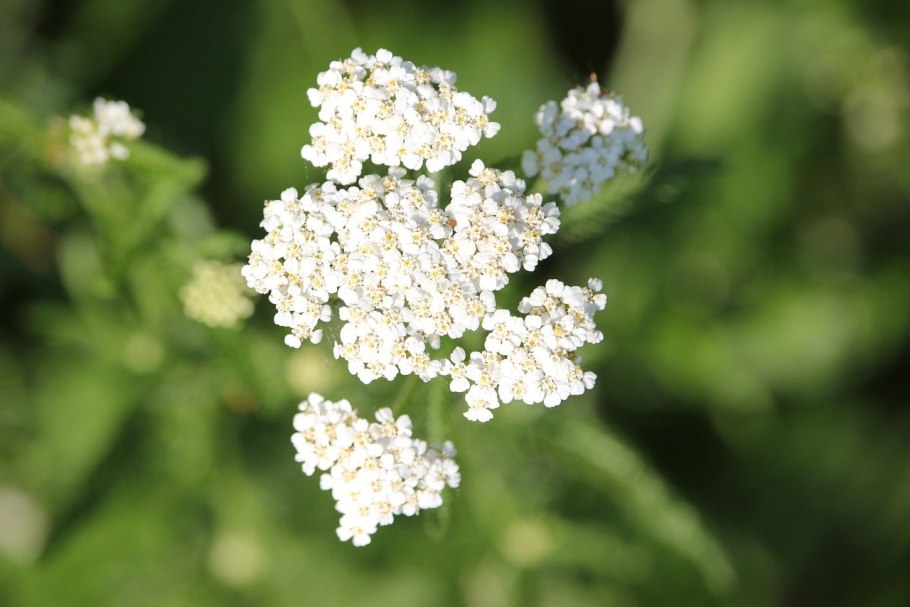 Тысячелистник птармика (Achillea ptarmica)