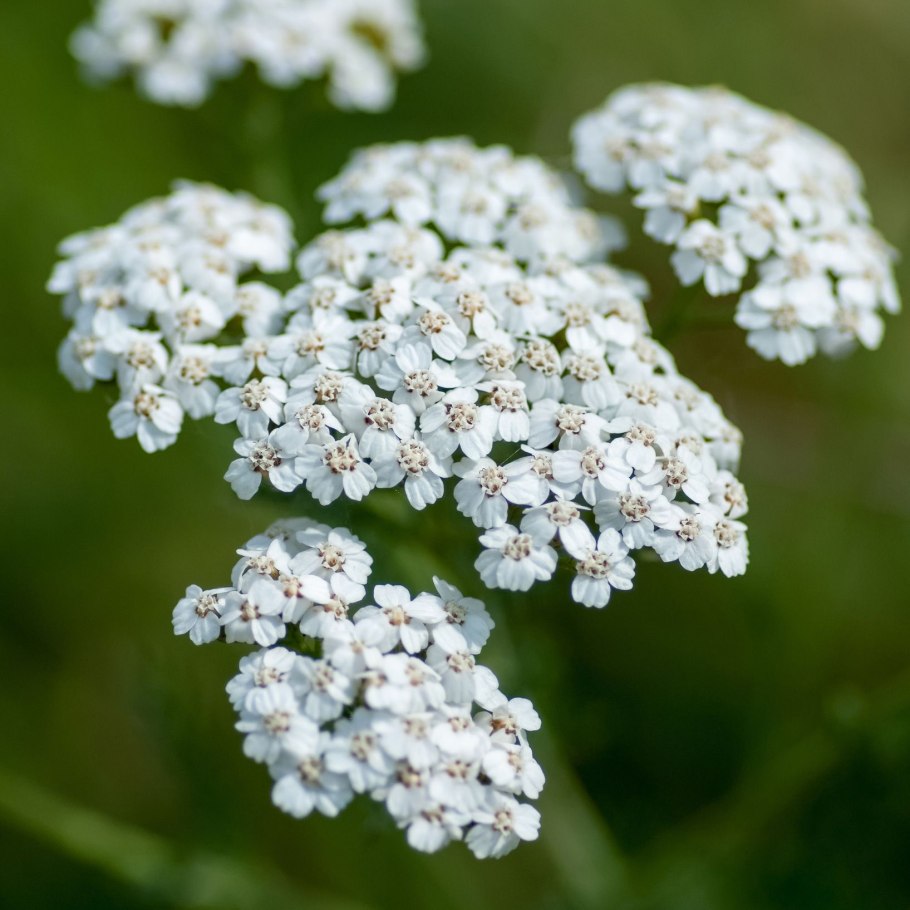 Тысячелистник Yarrow
