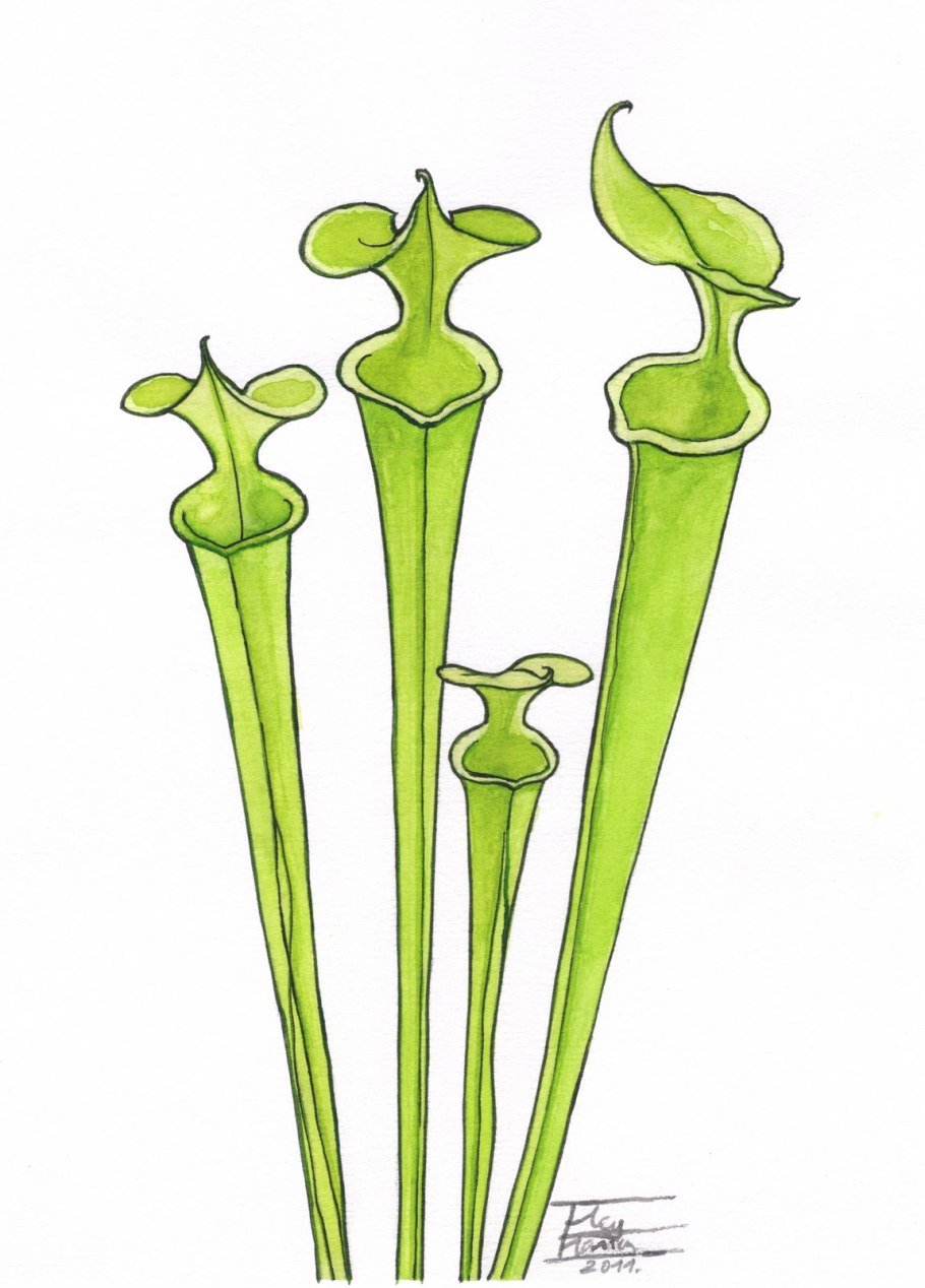 Саррацения Фиона