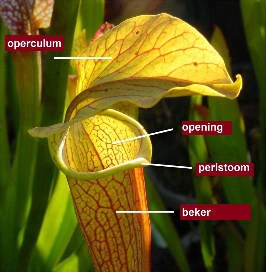 Саррацения Монтана