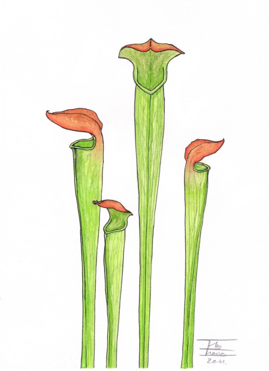 Цефалот картинка на белом фоне