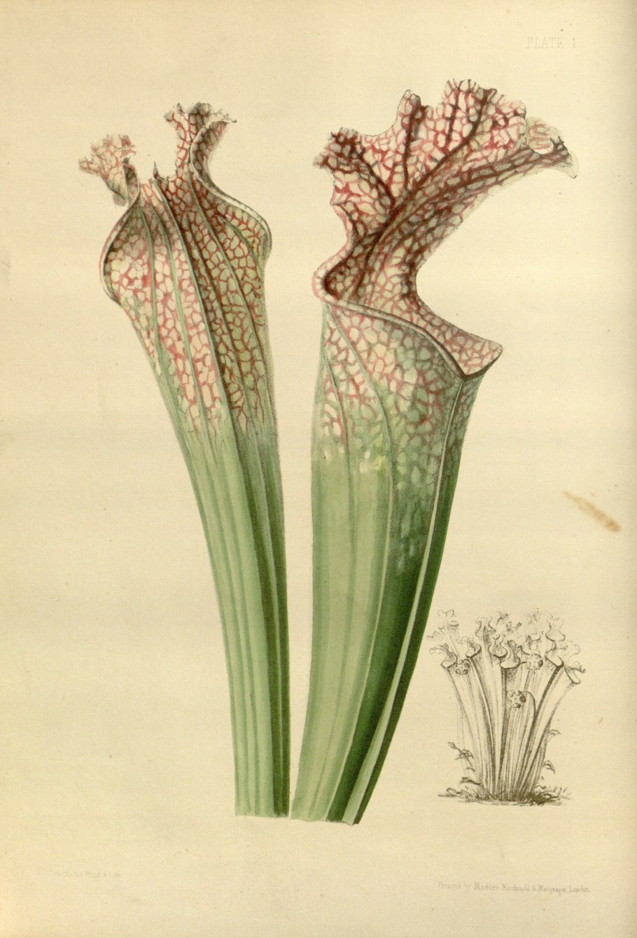Саррацения непентес сохнет