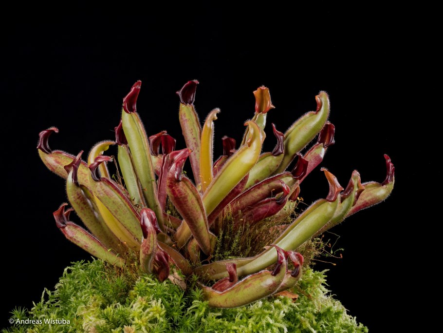 Pleurothallis Sarracenia