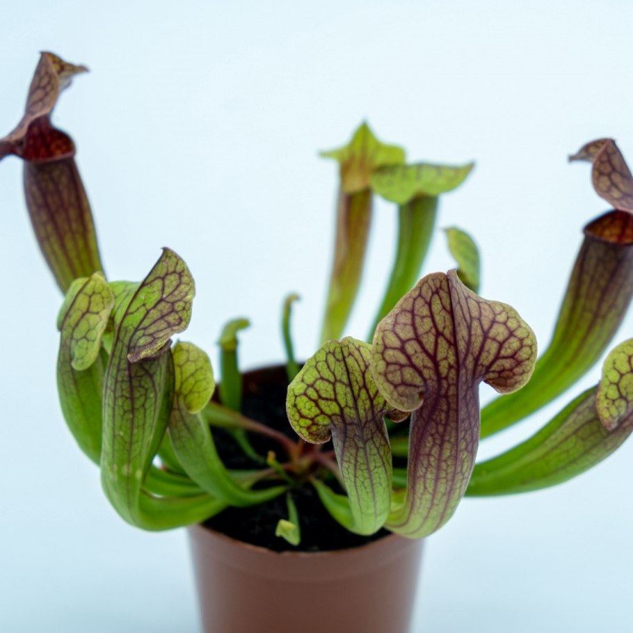 Sarracenia purpurea Монтана