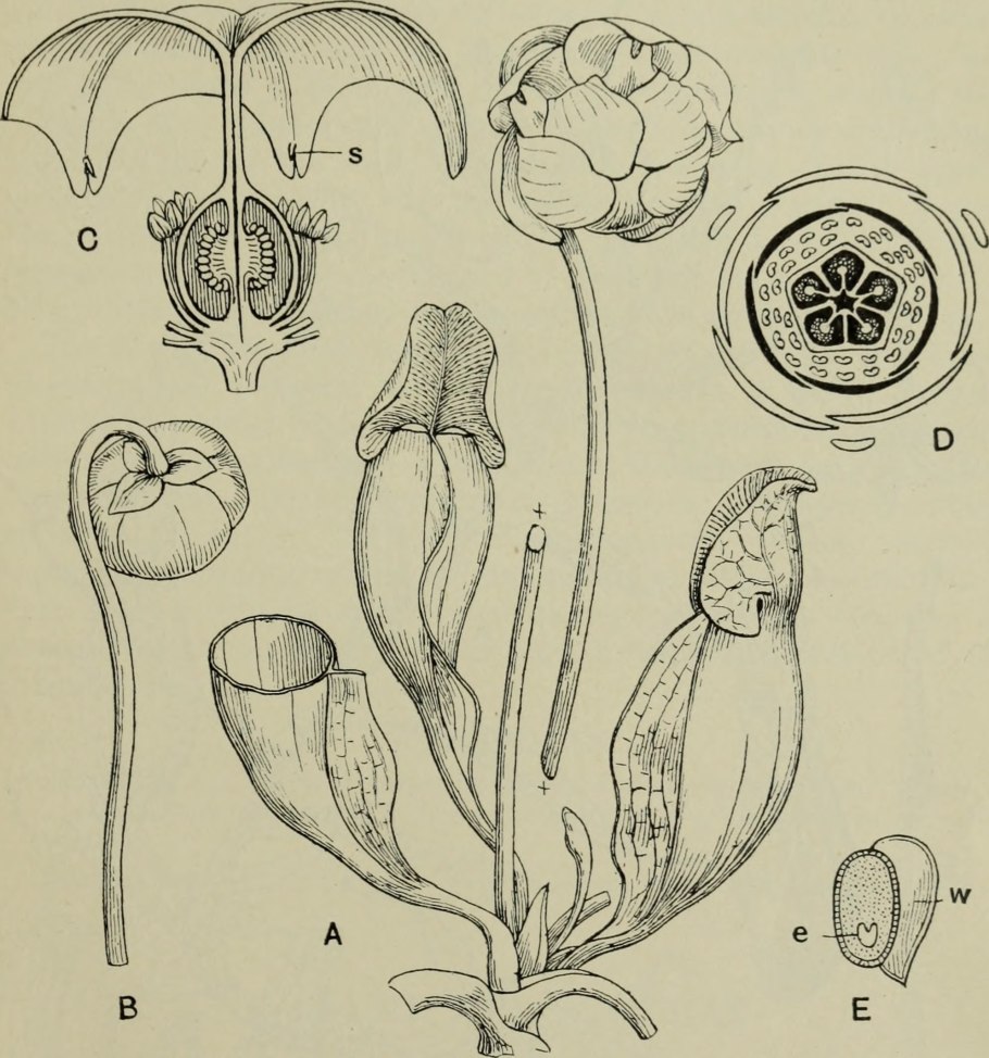 Саррацения Джудит