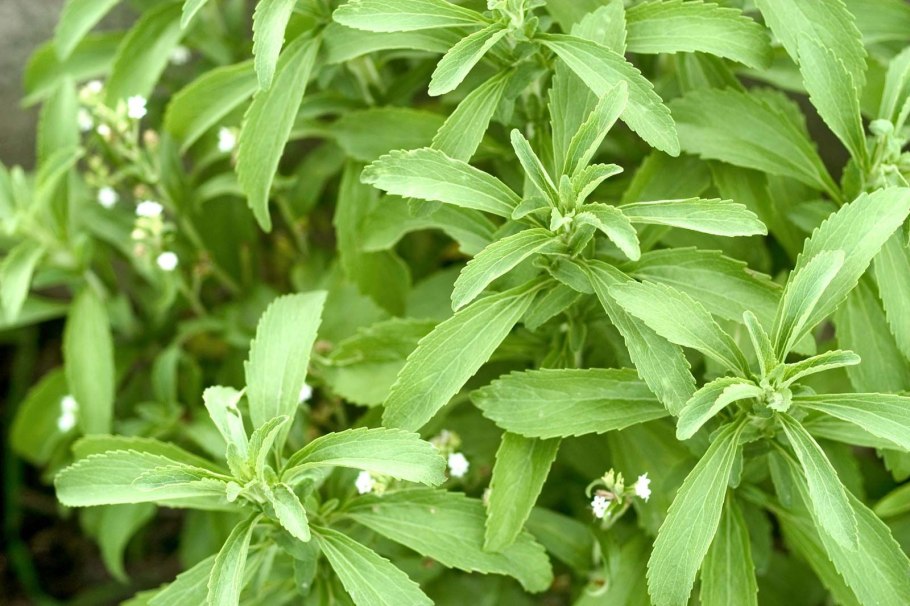 Stevia rebaudiana ботаника