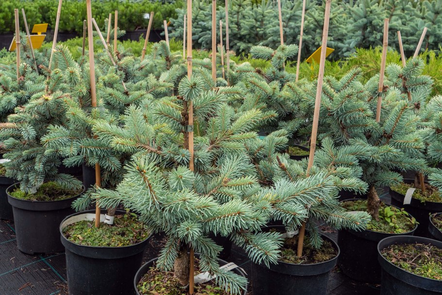 Picea pungens Bialobok