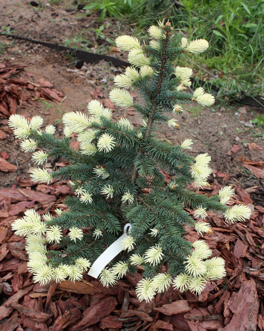 Ель колючая "Bialobok" Picea pungens "Bialobok"