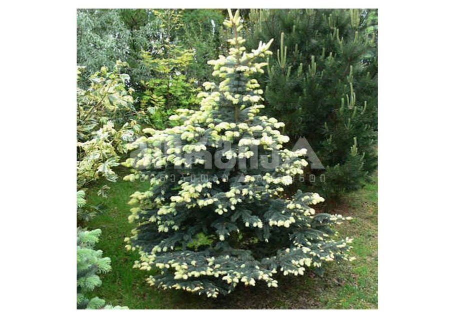 Ель колючая Ботаническая