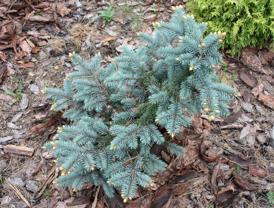 Ель колючая "Bialobok" (Белобок)