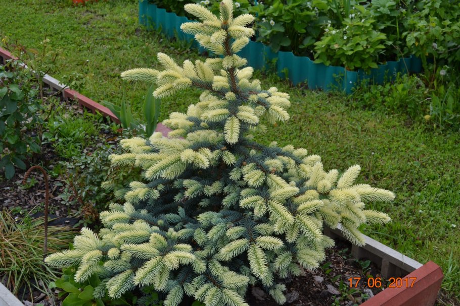 Ель колючая Bialobok