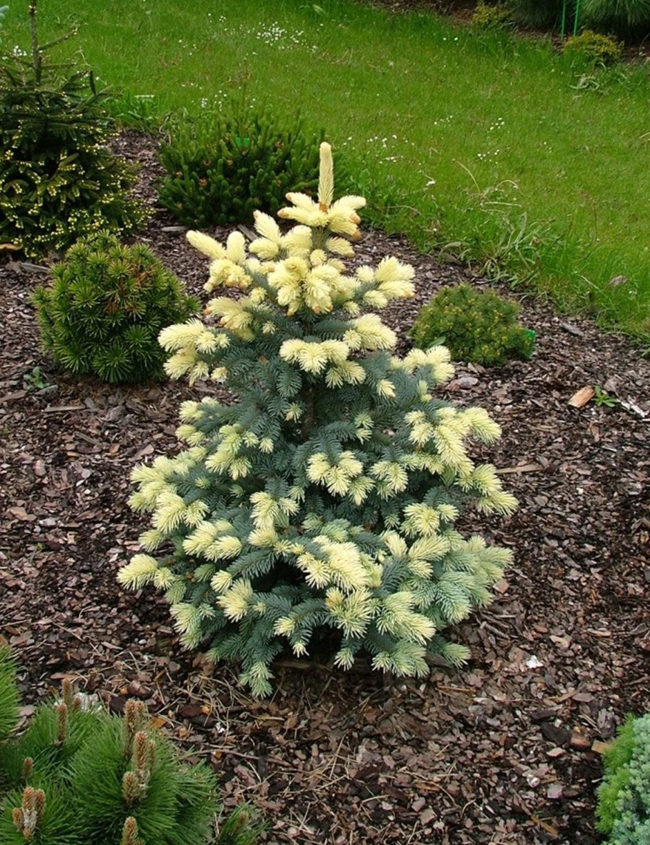 Ель Белобок шишки