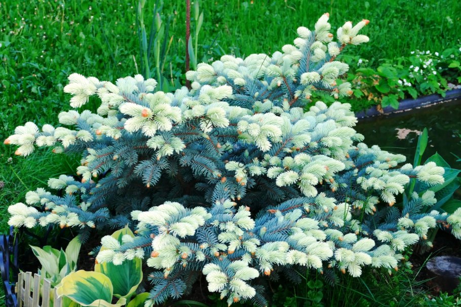 Ель обыкновенная Bialobok