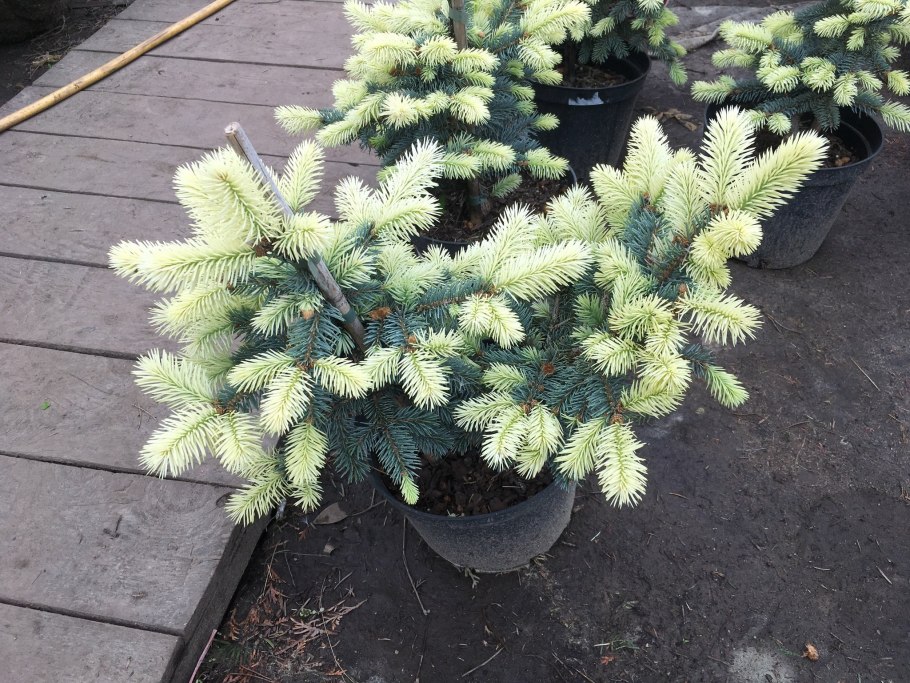 Ель колючая Биалобок