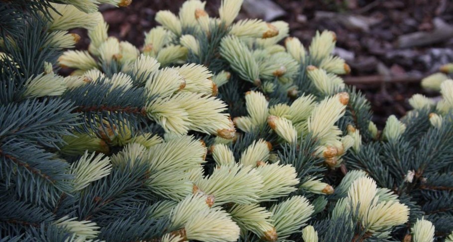 Ель колючая "Bialobok" (Белобок)