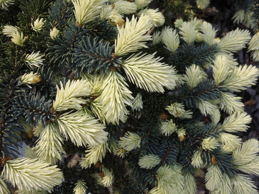 Ель Восточная Белобок