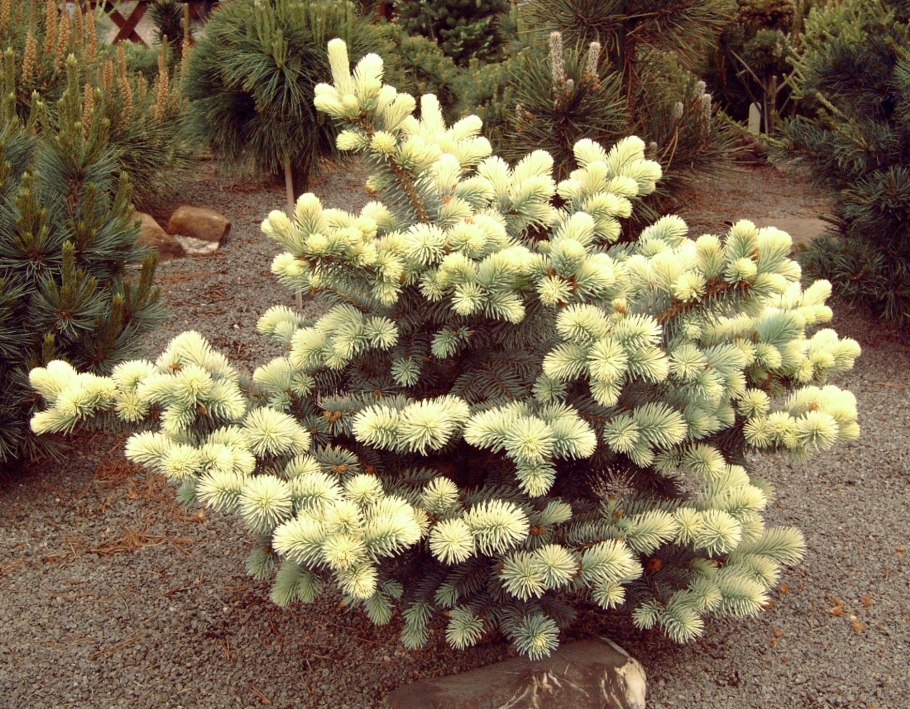 Ель колючая Bialobok