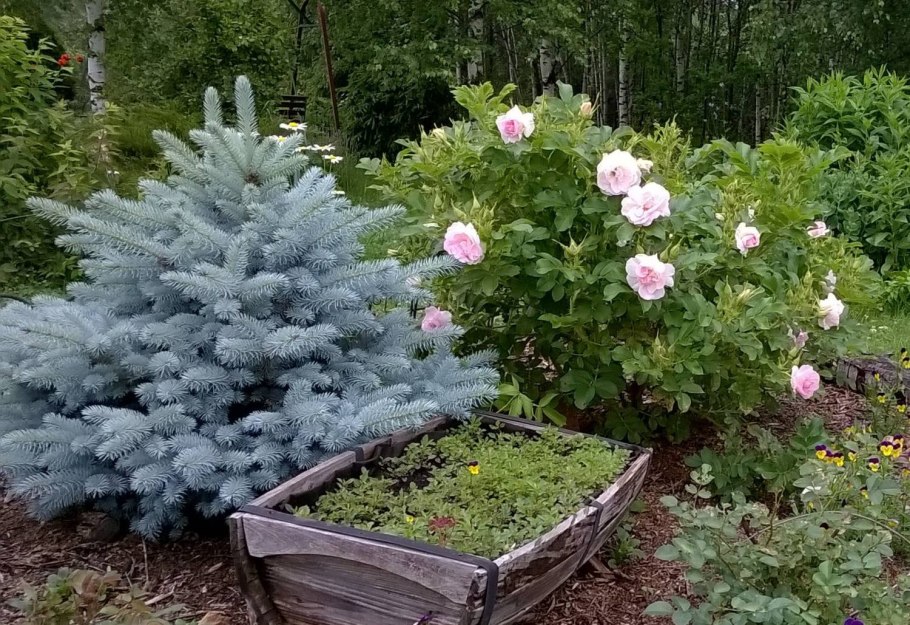 Ель польская белобока