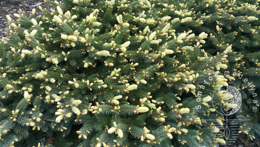 Picea pungens bialobok