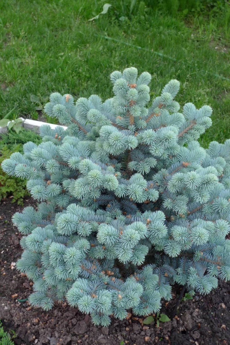 Можжевельник белобока