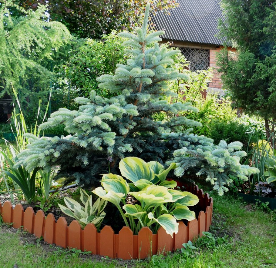 Ель колючая Биалобок