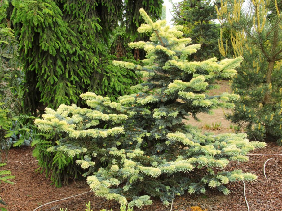 Picea pungens Bialobok