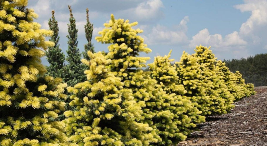 "Ель колючая ""Биалобок"" с35"