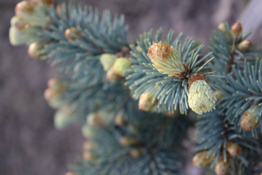 Picea pungens Bialobok