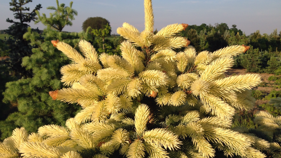 Ель колючая "Bialobok" (Белобок)