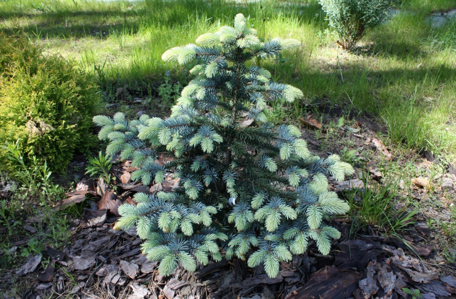 Ель колючая "Bialobok" (Белобок)